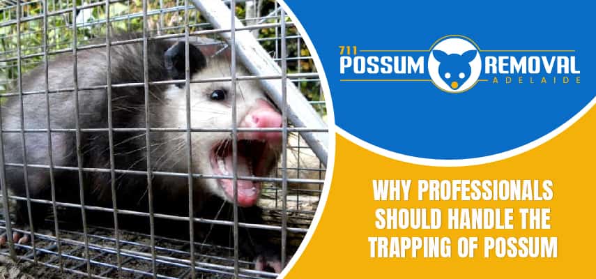 Trapping Of Possum