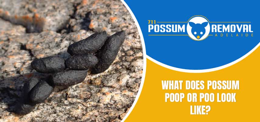 What Does Possum Poop Or Poo Look Like? - 711 Possum Removal Adelaide