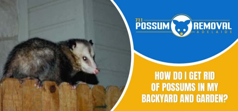 Possums In My Backyard And Garden