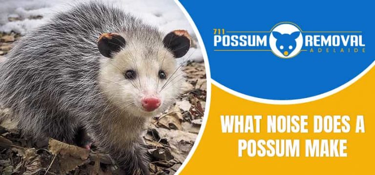 What Noise Does A Possum Make