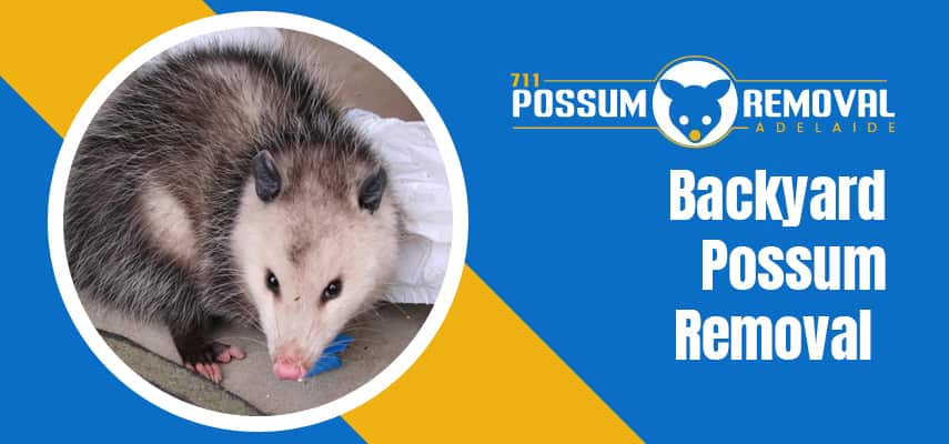 Backyard Possum Removal Service