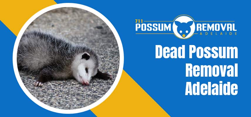 Dead Possum Removal Adelaide 