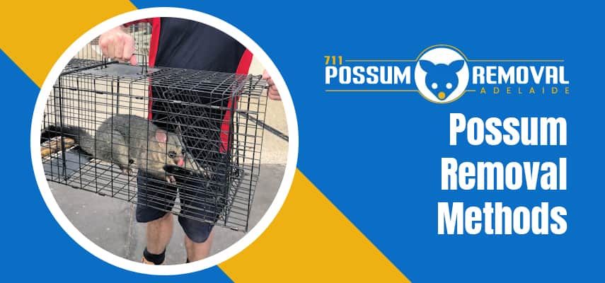 Possum Removal Methods Service