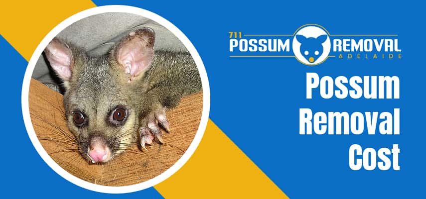 Possum Removal Specialists In Adelaide 
