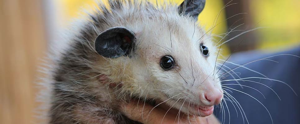 The Ethics Of Possum Removal Balancing Human Needs And Animal Welfare